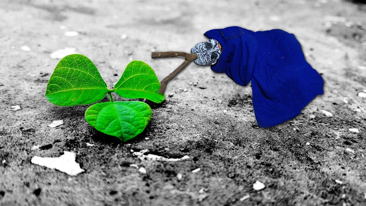 Gusano de Medianoche 1