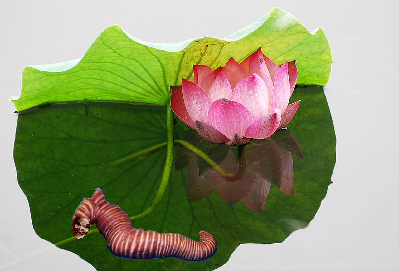 Gusano de Medianoche 3