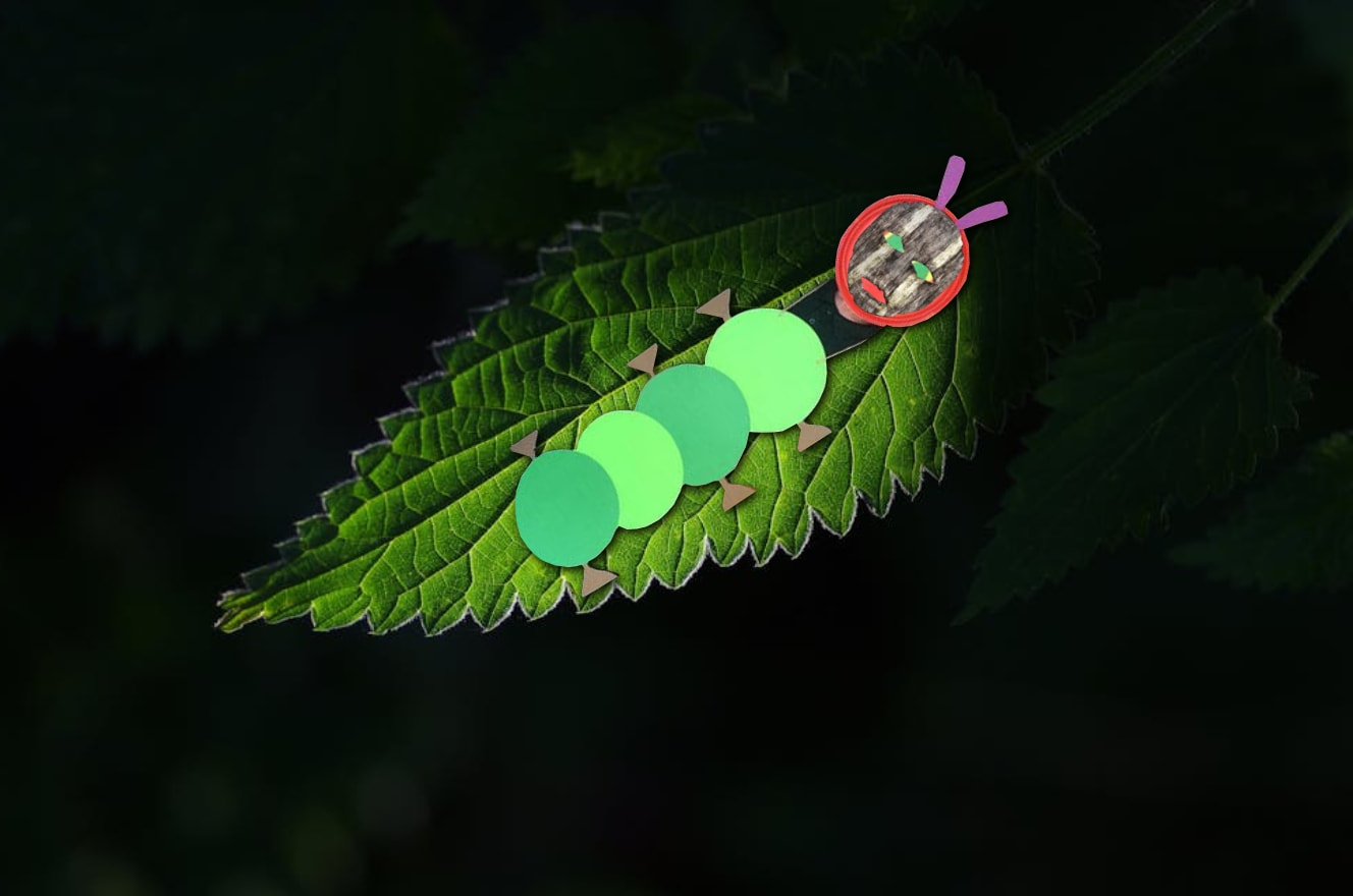 Gusano de Medianoche 1