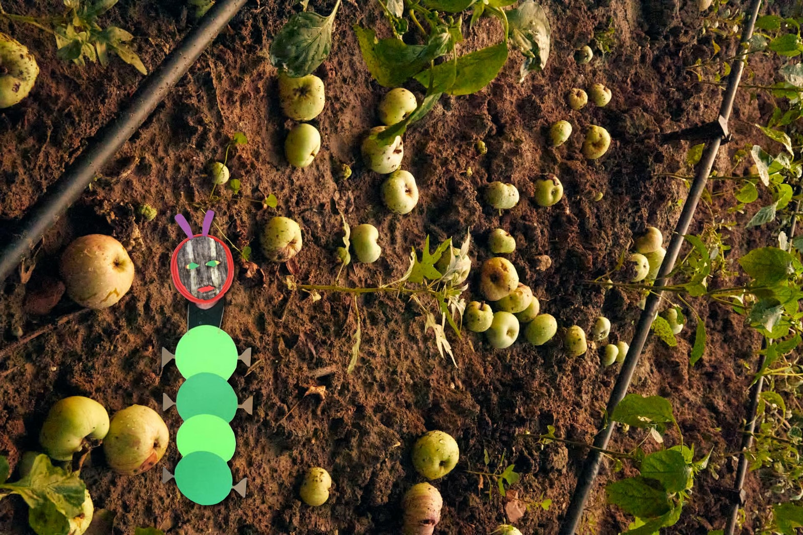 Gusano de Medianoche 2